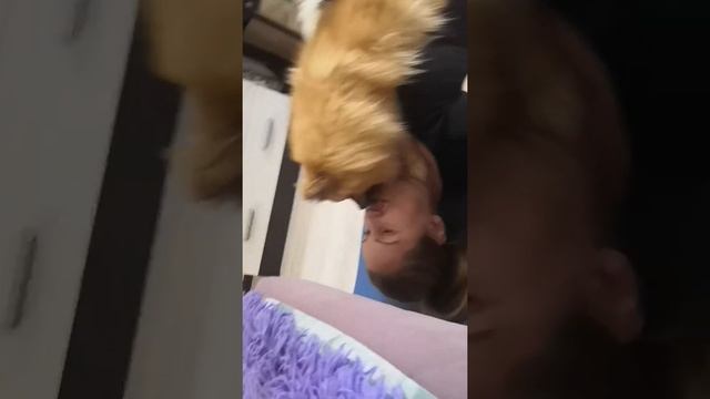 Фитнес со шпицем смотреть онлайн