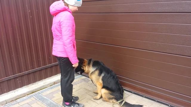 Дрессировка собак-Немецкая овчарка Рекс 6 мес