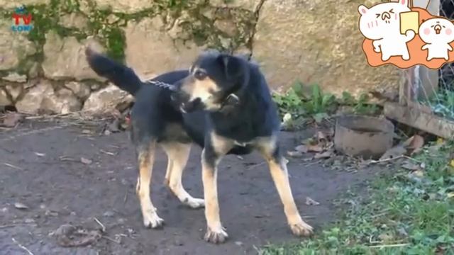 Dog Sound |कुत्ते की आवाज| Bolalar Uchun It Ovozi|Звук собаки д?