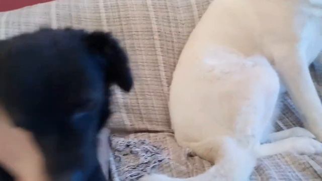 Прикольные собачки 💞 Funny dog смотреть онлайн