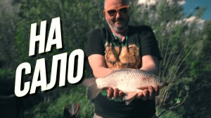 24 часа на берегу Цивиля. Ловля карася на САЛО