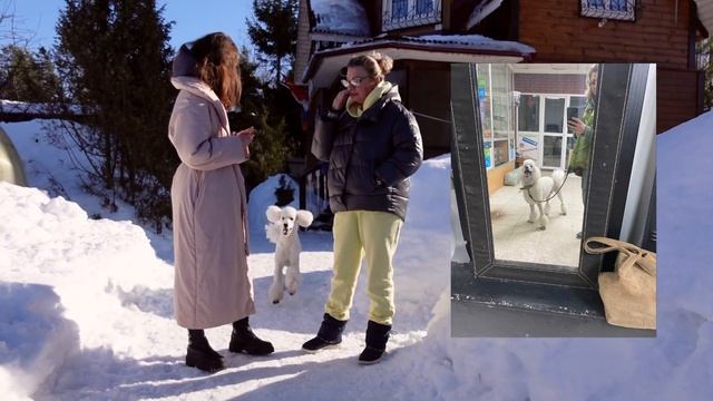 Королевский пудель. Плюсы и минусы породы смотреть онлайн