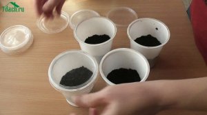 Как вырастить рассаду томатов без пикировки - 7 дач