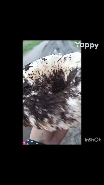 СОБИРАЛИ ГРИБОЧКИ ОСЕНЬЮ 2024г смотреть онлайн