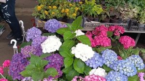 Цветочный рынок, обзор г. Ростов- на- дону. Центральный