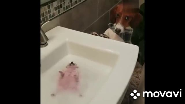 СМЕШНЫЕ ЖИВОТНЫЕ/СМЕШНЫЕ СОБАКИ И КОТЫ/ПОПРОБУЙ НЕ ЗАСМЕЯТЬСЯ/ЛУЧШИЕ ПРИКОЛЫ С ЖИВОТНЫМИ 2020/ЮМОР смотреть онлайн