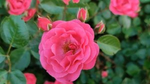 Кровавые цветы 366 серия русская озвучка | Дилан сходит