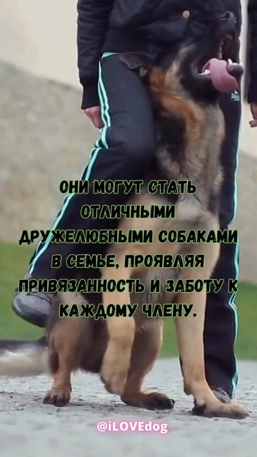 Всемирный факт об немецкой овчарке #shorts