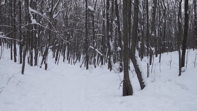 шелти в в зимнем лесу, 25.02.2018