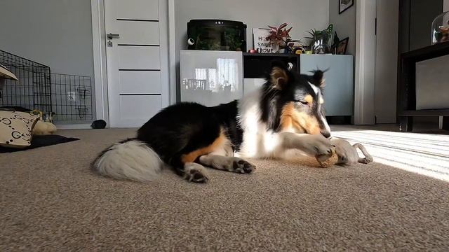 Лучшее видео для релакса — щенок, тишина и уют Ultimate Relax