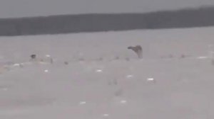 Охота на зайца с борзыми собаками