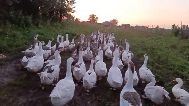 #гуси#хурсем#Чувашский язык булгарской группы#сувары#? смотреть онлайн