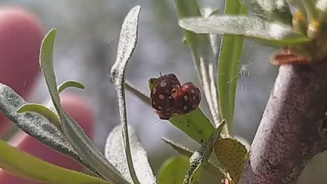 Эта божья коровка защищает облепиху, от облепиховой тли (Calvia quatuordecimguttata)