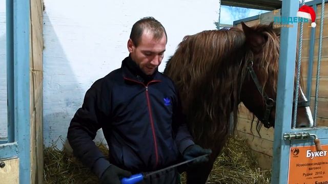 Професійний ветеринар-коваль доглядає коней півдня О? смотреть онлайн