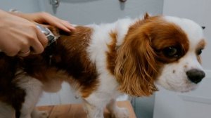 А что если постричь Кавалер Кинг Чарльз Спаниеля? Стри