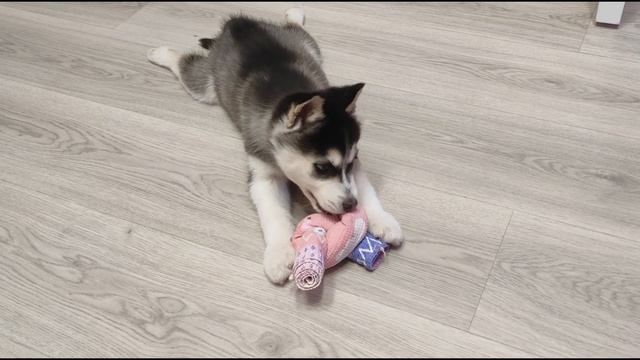 Щенок хаски Ева в 1,5 месяца решает интеллектуальную го