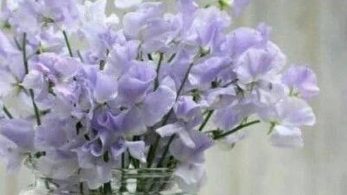 СП " А лето цвета...3" Вступление. смотреть онлайн