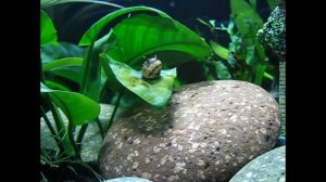 Неретины Теодоксусы - помощники в уборке аквариума.