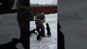 Ягдтерьеры.Защита автомобиля работаю  ягдтерьеры коб?
