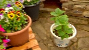 Виола (анютины глазки): размножаем черенкованием - 7 дач