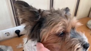 ГРУМИНГ для СОБАК породы БИВЕР-ЙОРК 🐶🩷