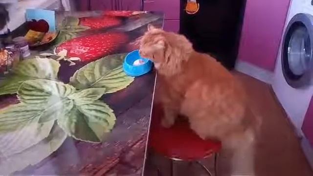 КОШАЧИЙ АППЕТИТ.ПРИКОЛЬНЫЕ КОТЫ. ПРИКОЛЫ С КОТАМИ. смотреть онлайн