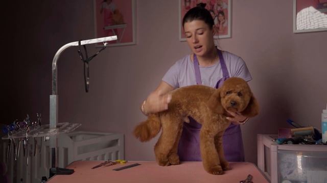 Как стричь "Пуделя" - "Мальтипу" - Стрижка животных смотреть онлайн