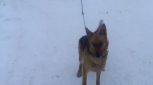 Три причины ошибки N° 8  Мобикар Шархан с автозапуском .