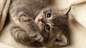 Музыка для конкурсов. Отличная! Ничего не напоминает?!