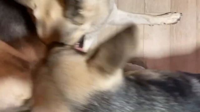 ЗАГРЫЗАЕТ!!! ОВЧАРКА КУСАЕТ ЩЕНКА!!!