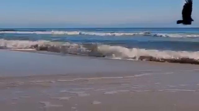 Что за чудо , эти кони ! ! !❤❤❤