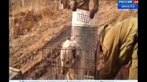 Собака напала на человека и чуть не разорвала его на ч?