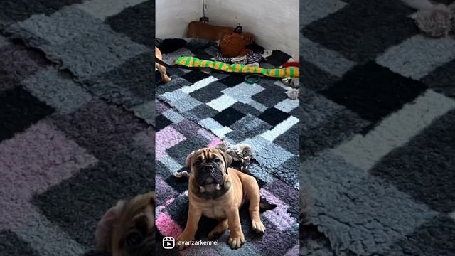 Континентальный бульдог, 2 месяца.