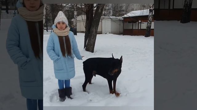 Порода собаки Доберман, кожаный нос смотреть онлайн