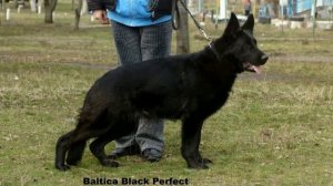 Щенки немецкой овчарки рабочего разведения