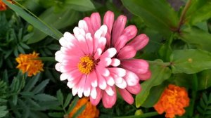 Запретная любовь 1 серия русская озвучка Турецкий сер?