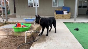 Чёрная немецкая овчарка щенок 6 месяцев играет со стру