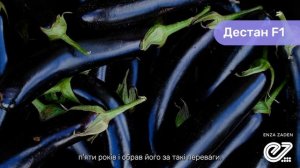 Баклажан Дестан F1. Переваги гібриду та досвід вирощув?