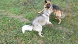 Немецкая овчарка против хаски. Єкстремальное видео