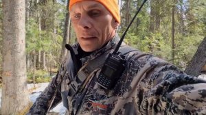 Охота на медведя с лайками.