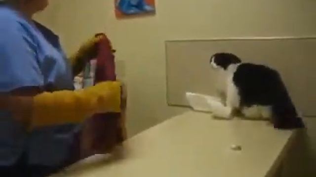 Очень злой кот на приеме у ветеринара!   Angry Cat And Doctor