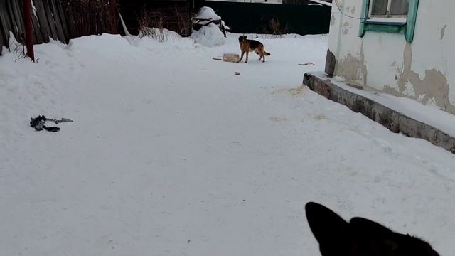 Работа во дворе.Берта помогает. Барон ловит снег.