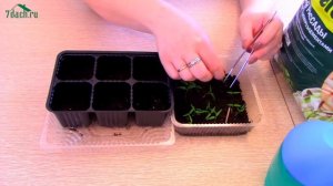 Пикировка перцев - 7 дач
