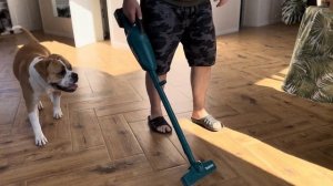 Староанглийский бульдог vs пылесос! Любава яростно защ