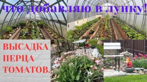 КУДА Я ПРОПАЛА / ЧТО СЛУЧИЛОСЬ / ВЫСАДКА ТОМАТОВ / ЧТО ДОБАВЛЯЮ В ЛУНКУ