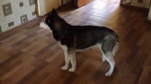 Хаски лает и воет ))