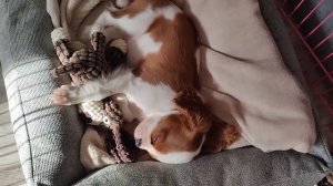 Мы купили щенка Кавалер Кинг Чарльз Спаниель 🐕 Первы?
