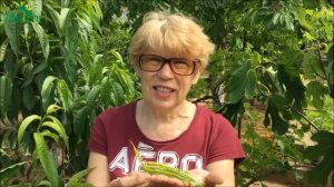 Тля на персике: чем опрыскать и сколько раз - 7 дач