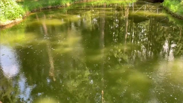 Пруд.Текущее.Ничего не делаем. смотреть онлайн