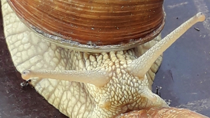 улитка смотреть онлайн